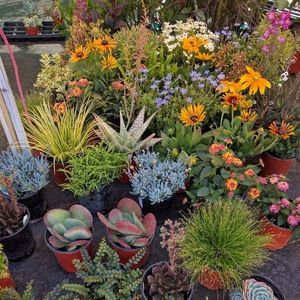 Meet your Posher, Zoe